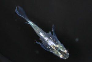 「新緑風」メダカ