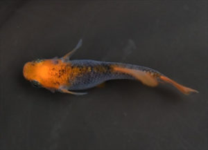 赤竜（あかたつ）