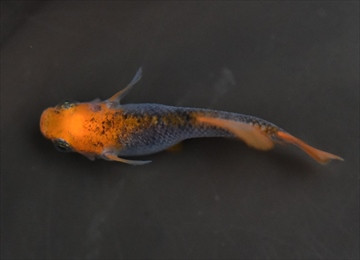 赤竜（あかたつ）