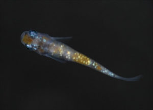 茶金（ちゃきん）